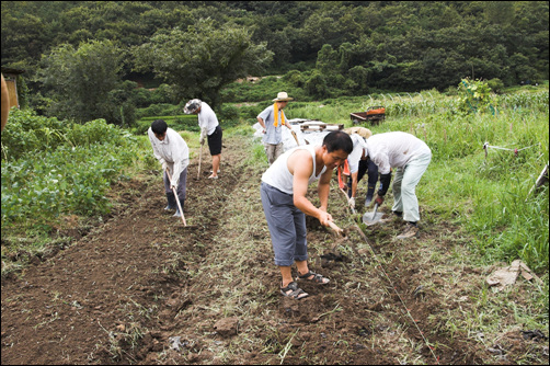 가을 배추농사를 준비하며 밭을 고르고 있습니다. 